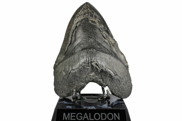 Bargain, Fossil Megalodon Tooth - Massive Meg Tooth! #197869